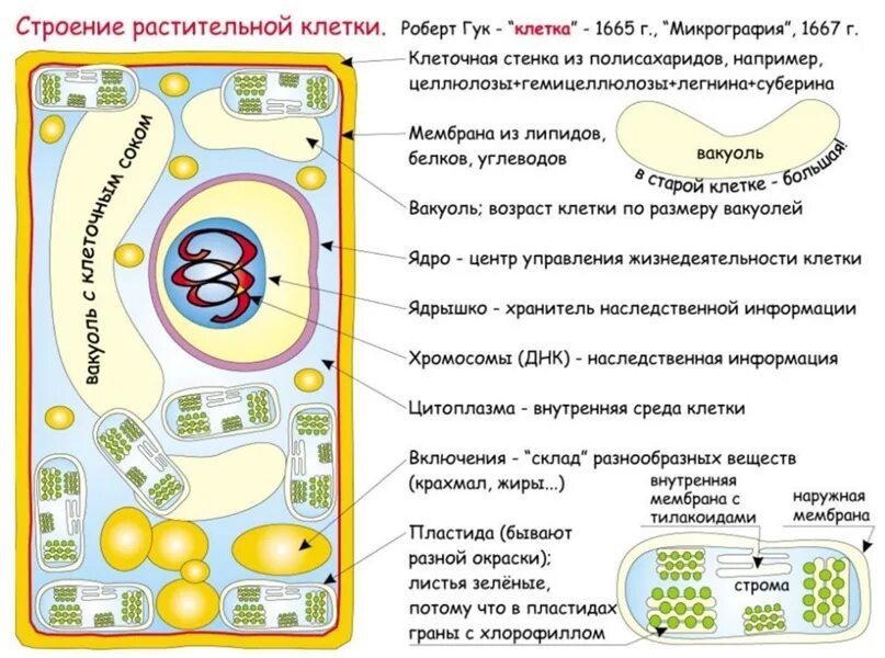 Строение растительной клетки. Клеточная стенка растительной клетки. Размер растительной клетки. Размеры клеток растений. Максимальный размер клетки