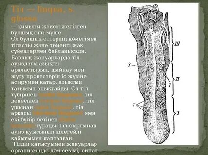Смотреть Русское порно онлайн: Мама трахает оның ұлы