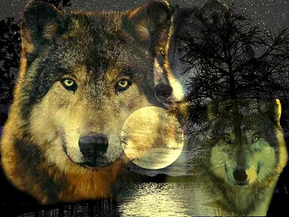 Одинокие волки разбор. Одинокий волк. волк одиночка. волчица. одинокие волки.