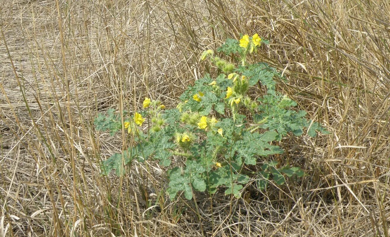 Паслен колючий (Solanum rostratum dun.). Паслен колючий карантинный сорняк. Паслен клювовидный. Паслен рогатый. Сорняки краснодарского края