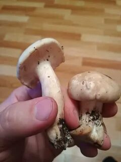Грибы пахнут дустом