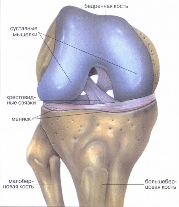 Связки тела. Хрящ коленного сустава и мениск. Медиальный мениск коленного сустава анатомия. Мениски коленный сустав анатомия человека. Разрыв мениска коленного сустава анатомия.