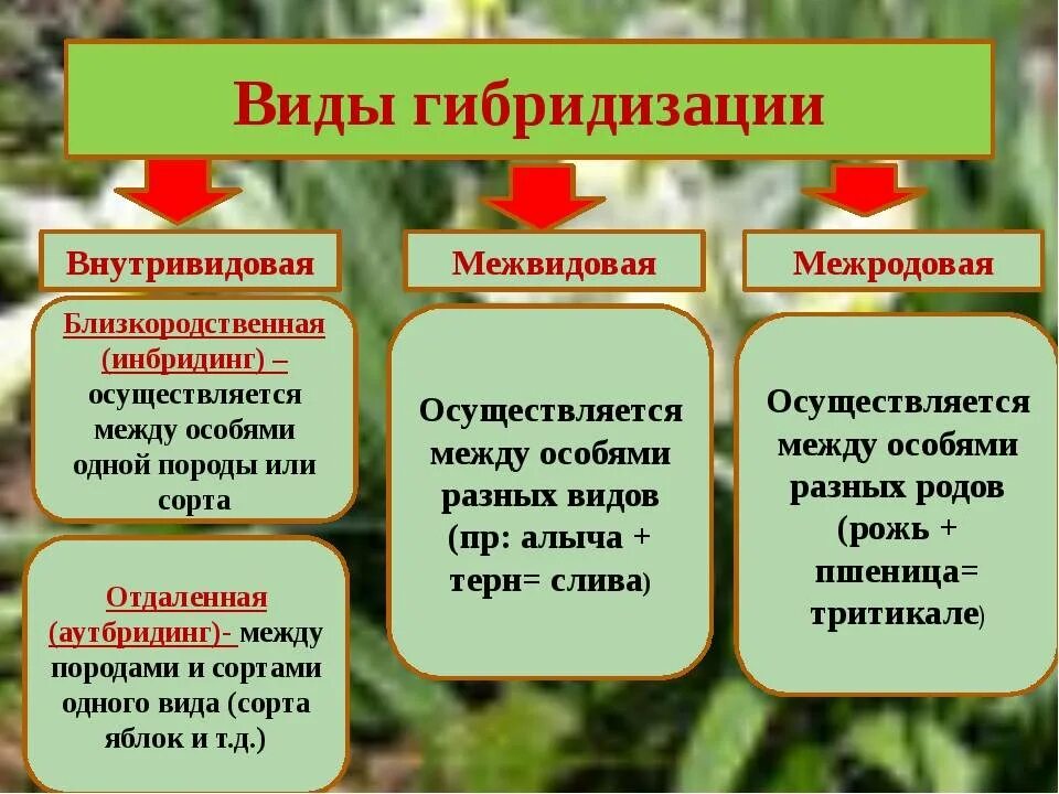 Виды гибридизации в биологии. Методы гибридизации в селекции. Гибридизация метод в биологии. Виды гибридизации в селекции.