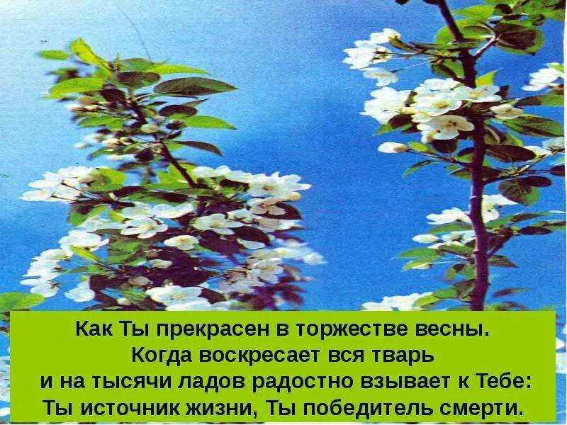 Каждое дыхание. Каждое дыхание. Открытка всякое дыхание да хвалит господа. Всякая тварь да хвалит господа. Всякое дыхание да хвалит господа картинки.