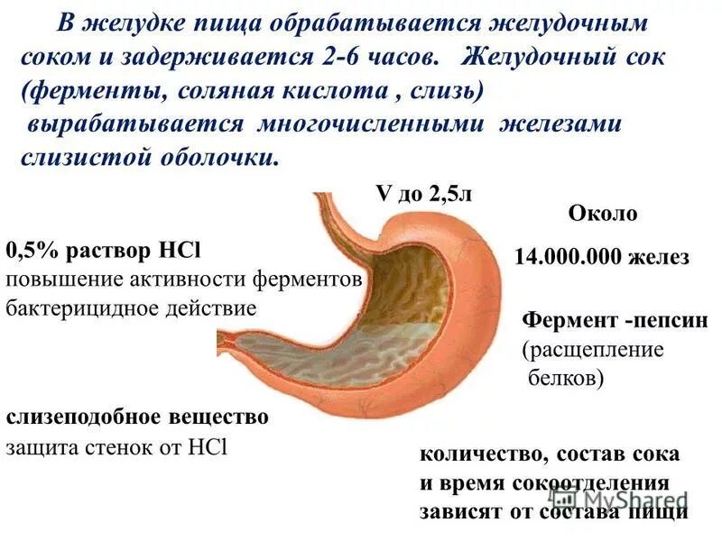 Желудочный сок строение желудка. Структура которая вырабатывает желудочный сок. Строение желудка рецепторы. Функции желудочного сока анатомия. Почему вода в желудке