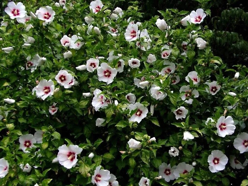 Summerific ® 'Berry Awesome' - Rose Mallow - Hibiscus hybrid Hardy hibiscus, Dee