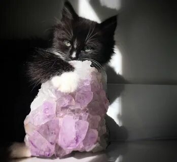 Коты кристаллы