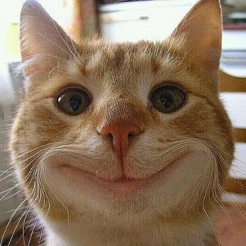 Веселый кот. Смешной орущий кот. Прикольные лица людей. Довольная страшная. Женщина злость.