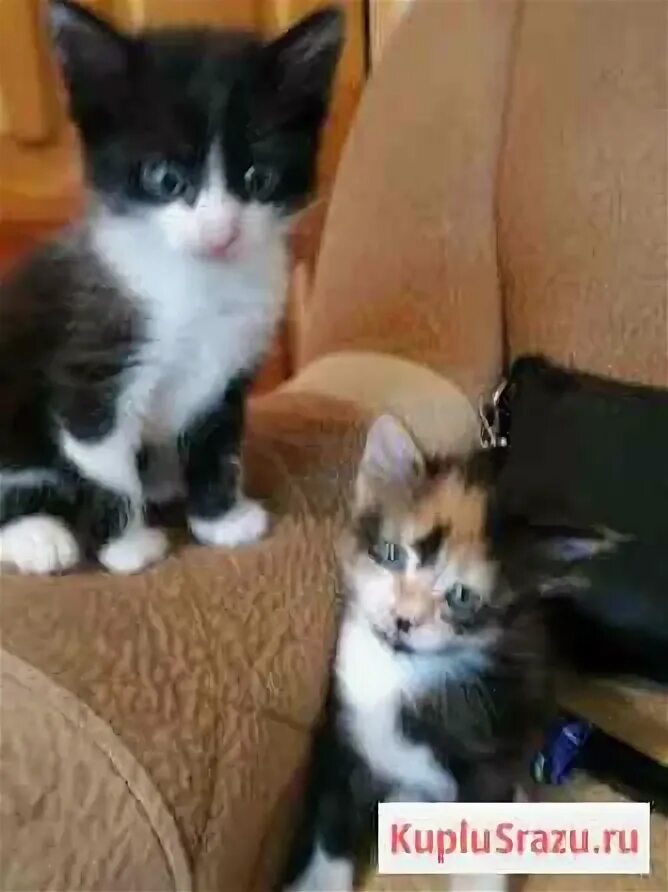 Отдам котенка абатское. Котята в анапе. Котенок анапа авито. Котенок анапа авито. Добрый котенок.