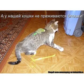 С этого дня кот у нас прижился