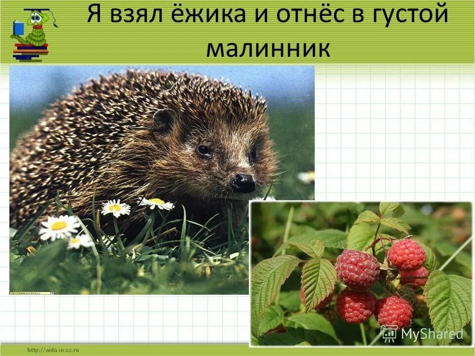К какой группе относится еж. К какой группе относится еж