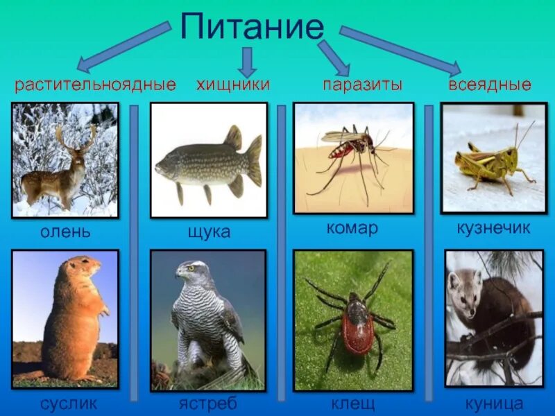 Плотоядно растительноядные. Растительноядные Хищные паразиты. Травоядные ,Хищные, всеядные, паразиты. Всеядные паразиты. Хищники травоядные всеядные.