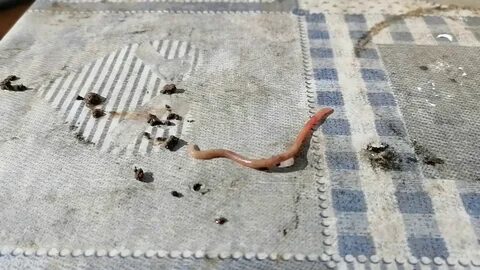 Червяк в штанах