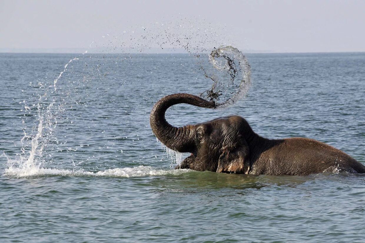 Слон купается. Слон плавает. Слон плывет. Слоны купаются.