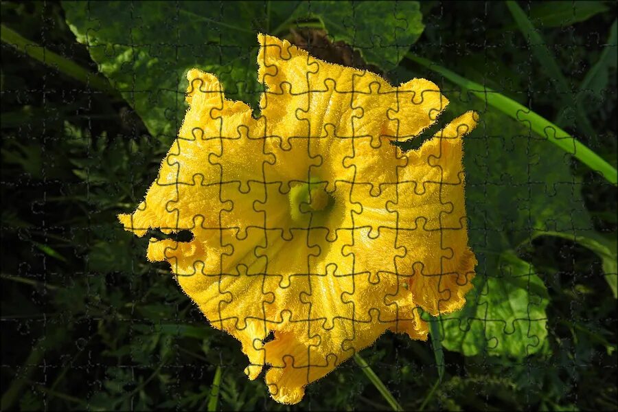 Цветок тыквы - CoffeePapa.ru