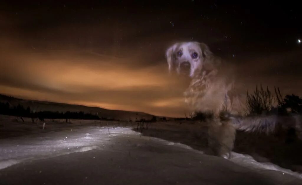Умерший питомец во сне. Собака призрак. Умерший питомец во сне. Лабрадор канистерапия. Умерший питомец во сне.