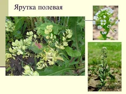 Сорняки крестоцветных