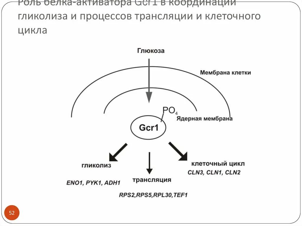 Роль транскрипции. Клеточный цикл процессы. Активатор клеточного цикла. Белки активаторы клеточный цикл. Клеточный цикл транскрипция.