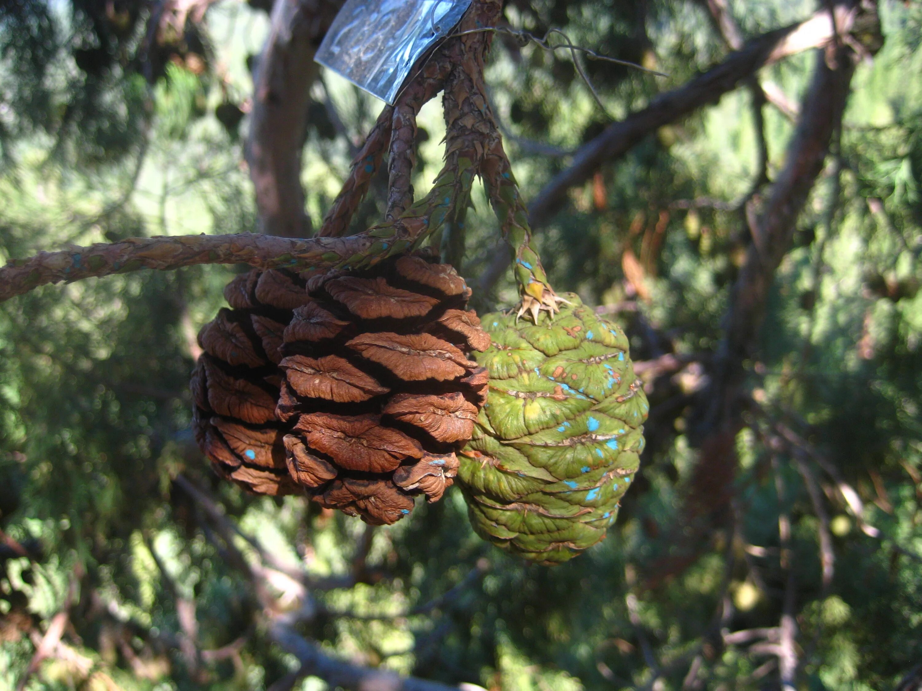листья шишка дерево. пихта семенова. могильная сосна шишки. секвойя араукария. лиственница сибирская (larix sibirica ledeb.