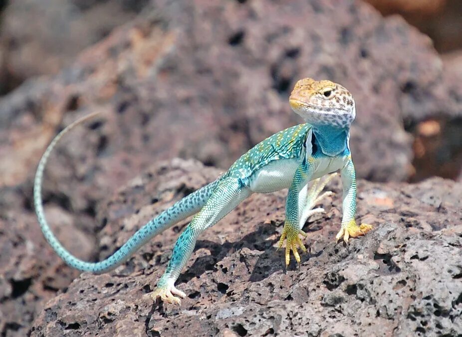 Look the lizard in the sun. Arizona Kertenkelesi. Arizona Geckos. Arizona Kertenkelesi ful HD. Lizard Lie in the Sun.
