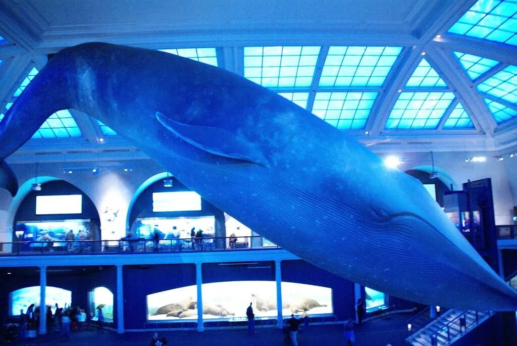 Синий размер. Музей естествознания Лондон модель кита. Музей естествознания в Лондоне синий кит. Музей естествознания Лондон синяя зона кит. Самый большой кит в мире.