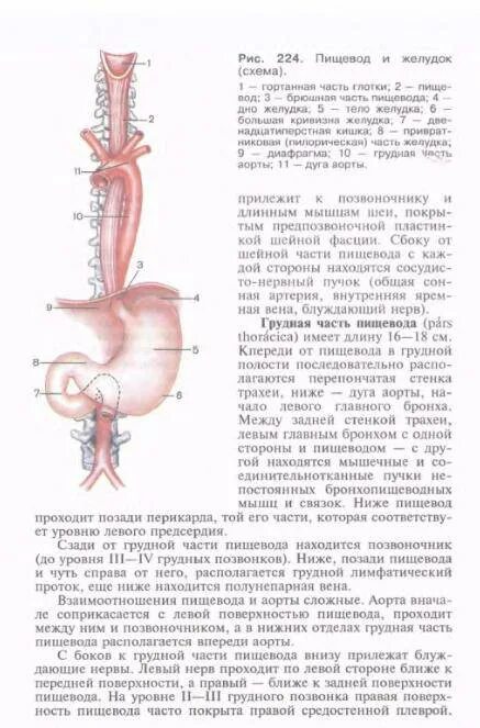 Пищевод и аорта. Взаимоотношение пищевода и аорты. Спереди к пищеводу прилежат. Грудная часть аорты и пищевод.