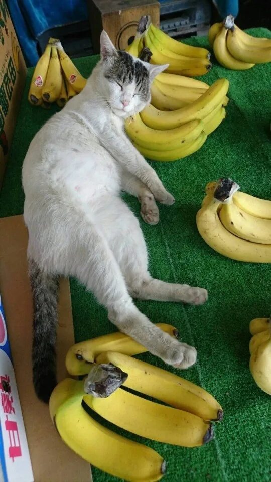 Котенок банан. Банан кит. кот банан. кот с бананом оригинал. котик в бандане.