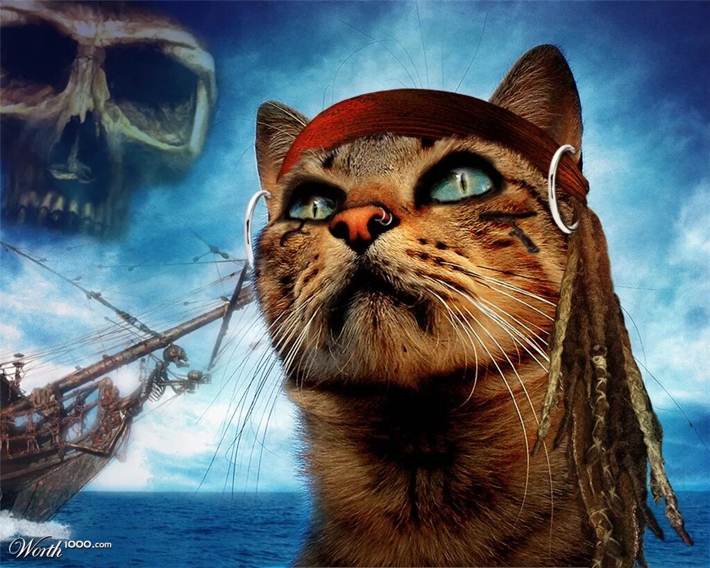 Пиратский кот. Кот пират. Кот разбойник. Кот пират. Кот пират.