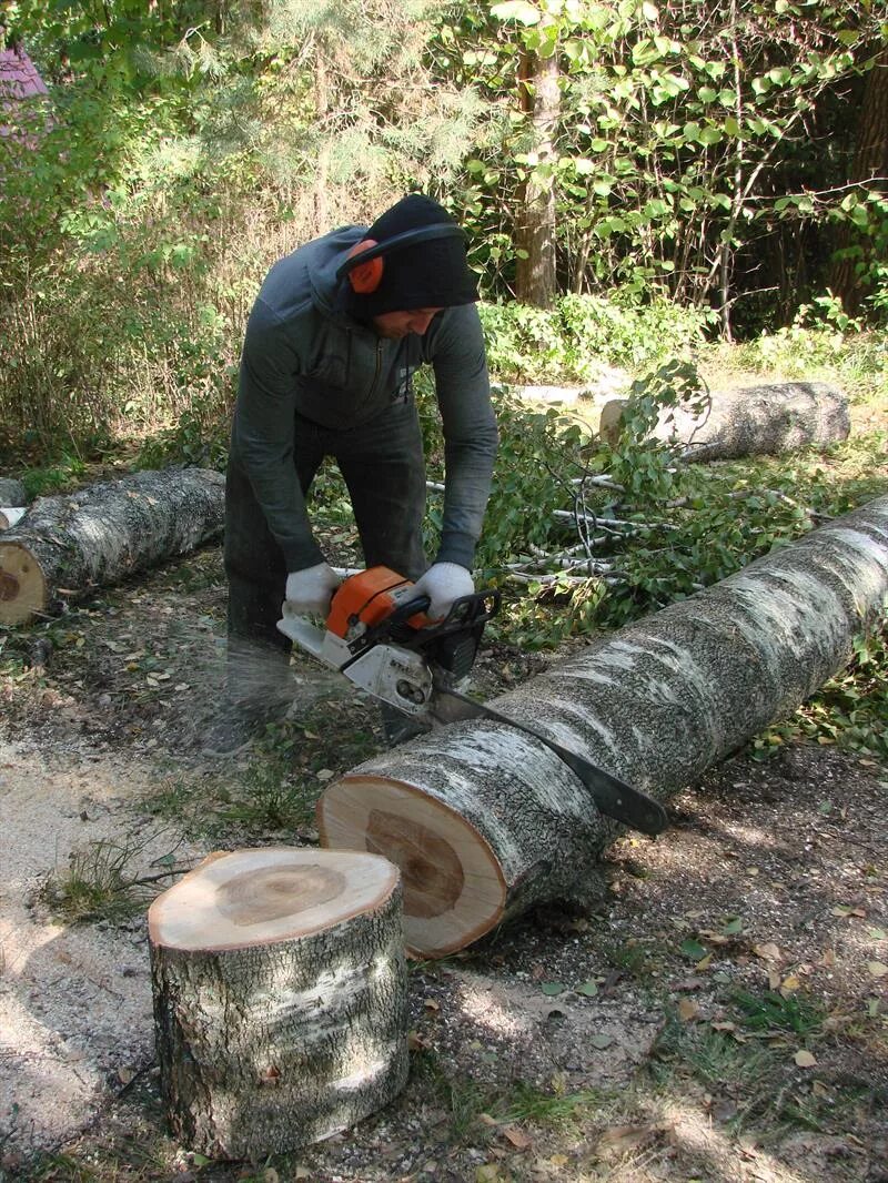 Пильщик деревьев. Пилить дрова бензопилой. Кронирование березы на даче. Березу разрезало. Срубленные березы.