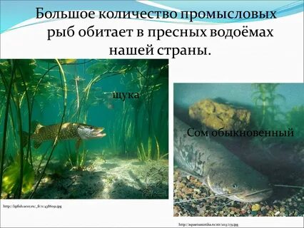 Пресные рыбы