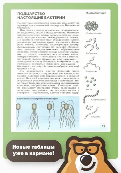 УМСКУЛ конспекты по биологии. УМСКУЛ биология ЕГЭ. УМСКУЛ химия конспекты. Конспекты УМСКУЛ по биологии ЕГЭ. Огэ биология бактерии