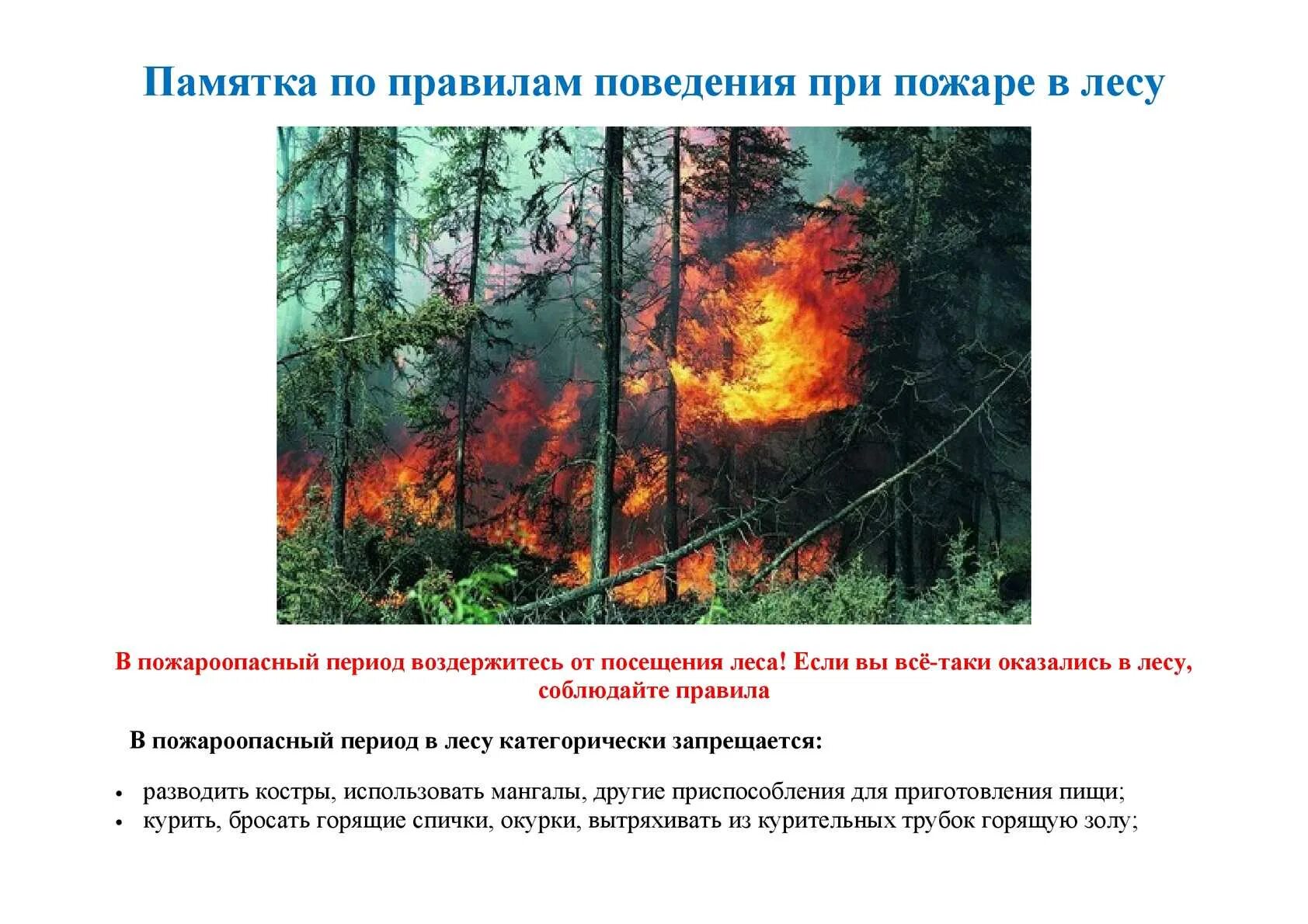 Пожароопасный период в лесу. Безопасное поведение в лесу в пожароопасный период. Памятка пожар в лесу.