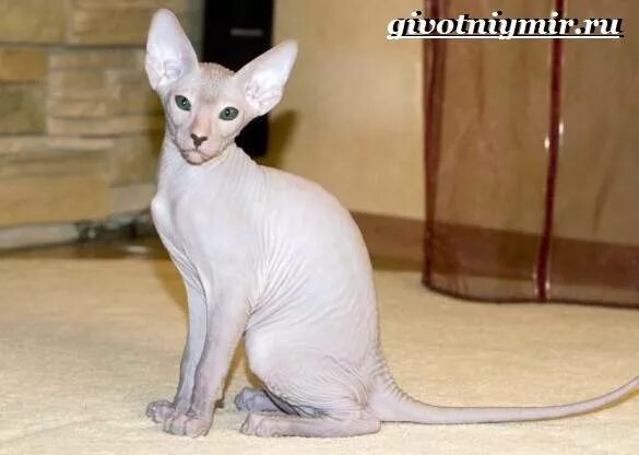 Рассмотрите фотографию кошки породы петерболд. Сиамский Петерболд. Петерболд белый. Фото шерстяных сфинксов. Сколько стоят питерские сфинксы.