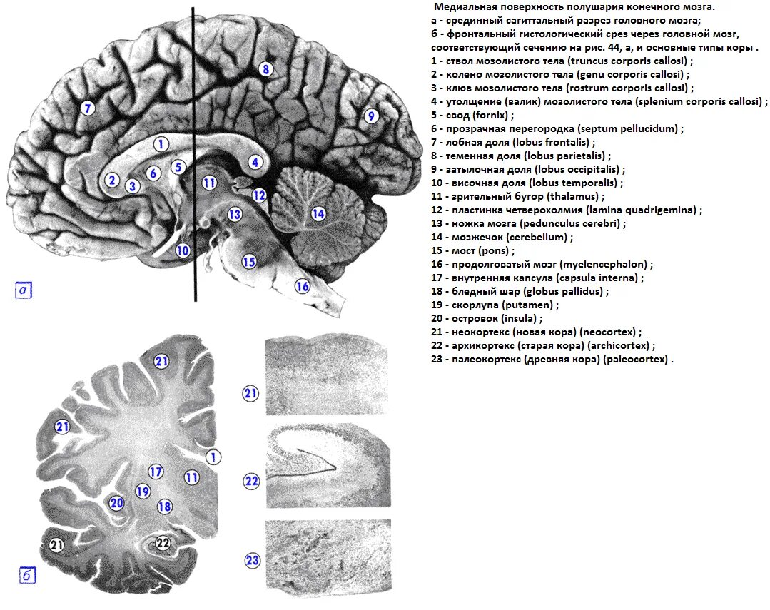 Ядра полушарий большого мозга. Срединный Сагиттальный срез головного мозга. Мозолистое тело головного мозга. Базальные ядра срез. Сагиттальный срез головного мозга конечный мозг.