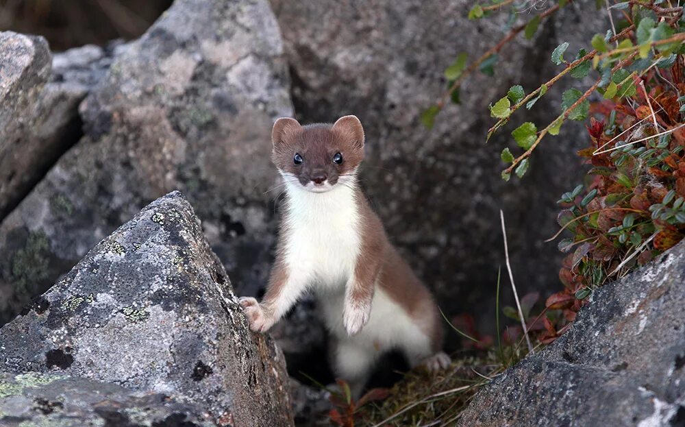 горностай белый. горностай (mustela erminea). обитатели леса горностай. горностай камчатка. горностай отзывы.