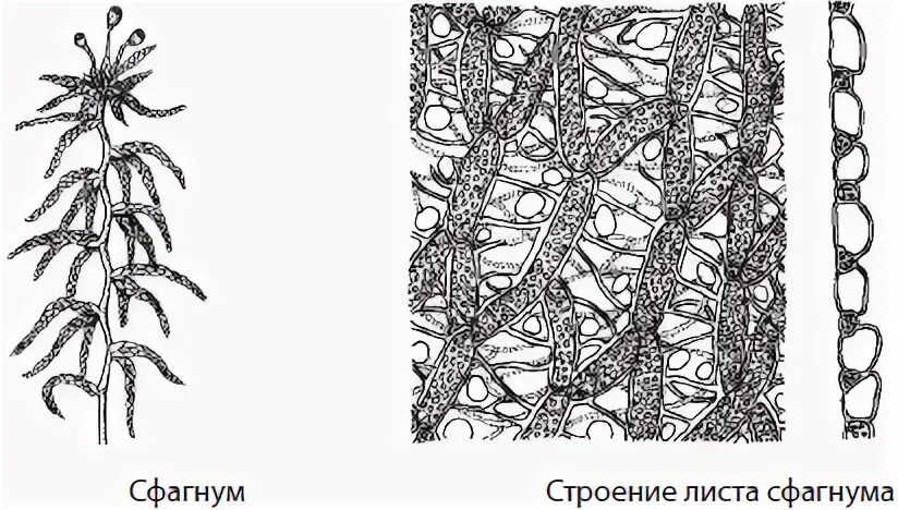 Строение листа сфагнума 7 класс