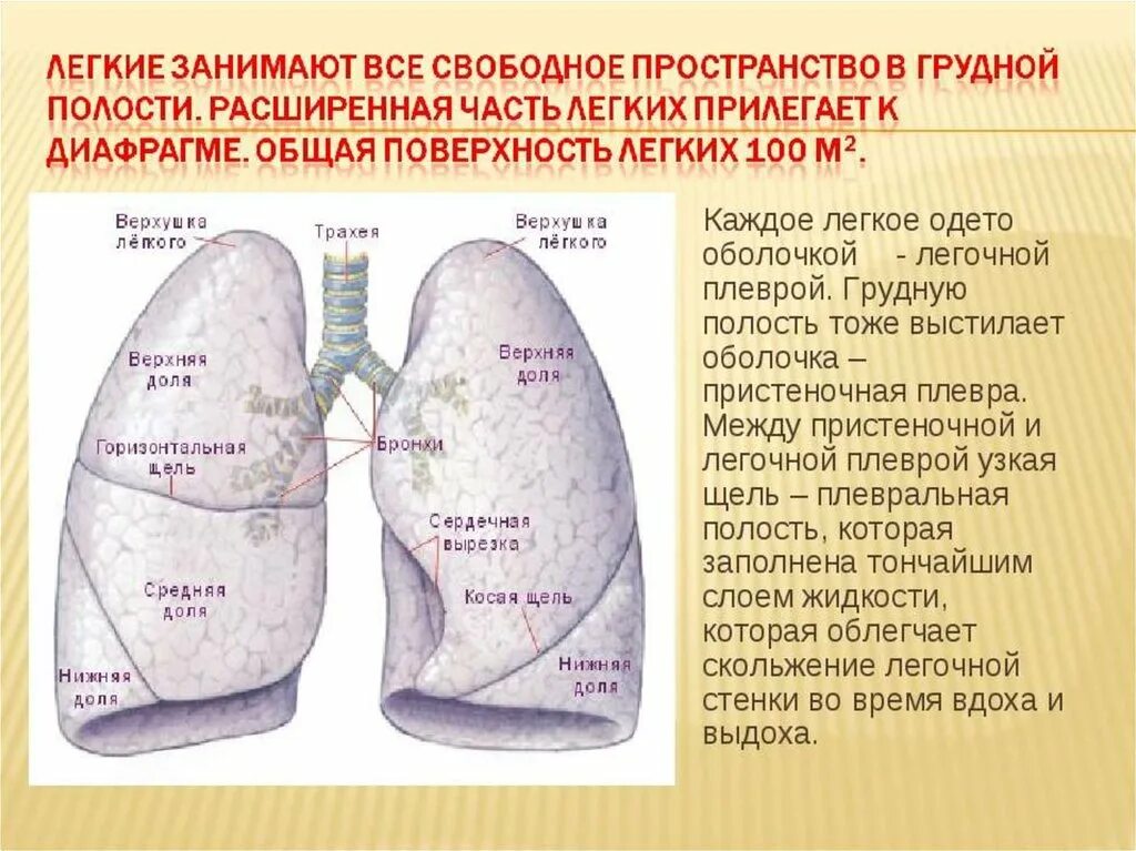 Хвостовой отдел легких