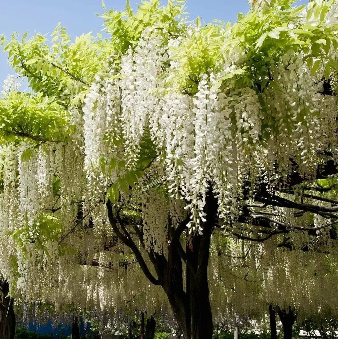Какое дерево цветет белым цветом. Floribunda Глициния. Глициния китайская белая.