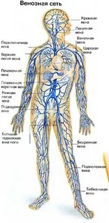 Самый венозный