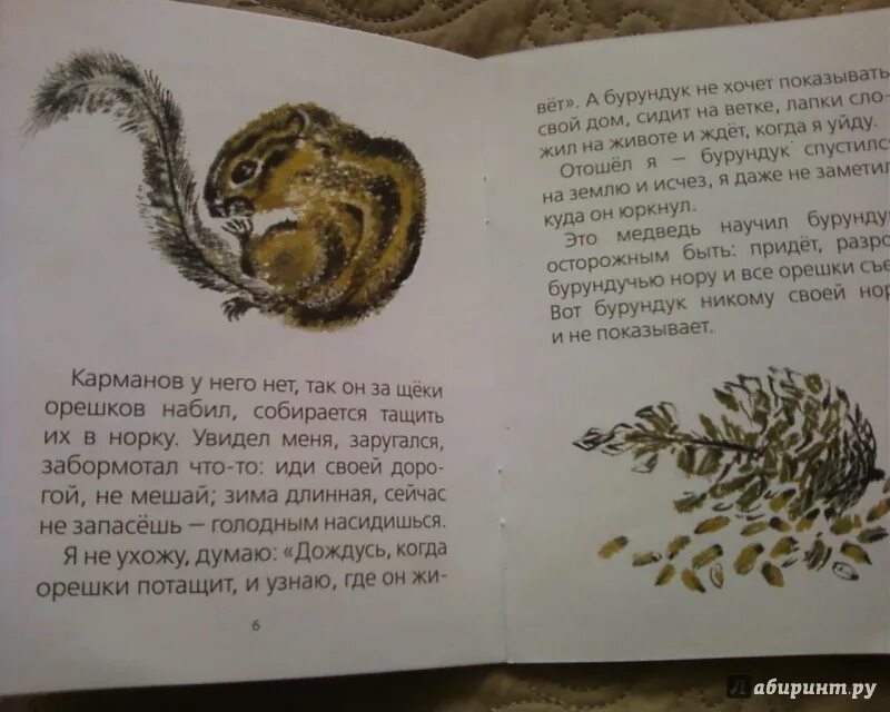 Хитрый бурундук. Хитрый бурундук. Книга хитрый бурундук. Книга хитрый бурундук. Хитрый бурундук снегирев читать.