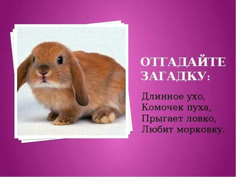 Загадки о дом животных. Загадки о животных. загадка про домашнее животное.