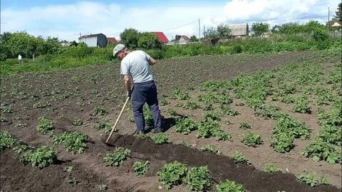 Окучивание картофеля когда делать