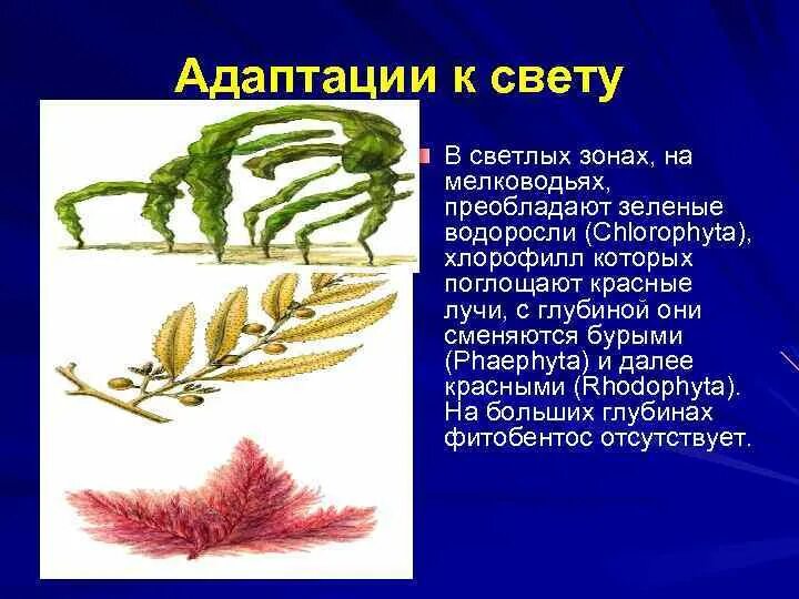 Приспособления для жизни у водорослей. Хроматическая адаптация водорослей. Водоросли адаптация к среде обитания. Адаптации бурых водорослей. Водоросли зеленые бурые красные.