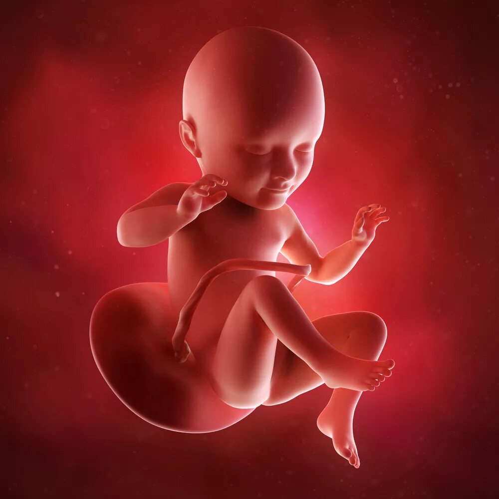 Плод ребенка в 34 недели беременности. Ребёнок на 34 неделе беременности. Эмбрион 34 недели беременности. Младенец в утробе.