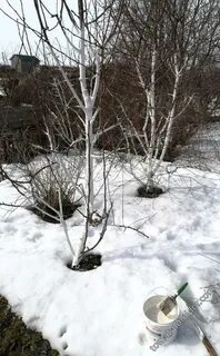 Садоводы зимой