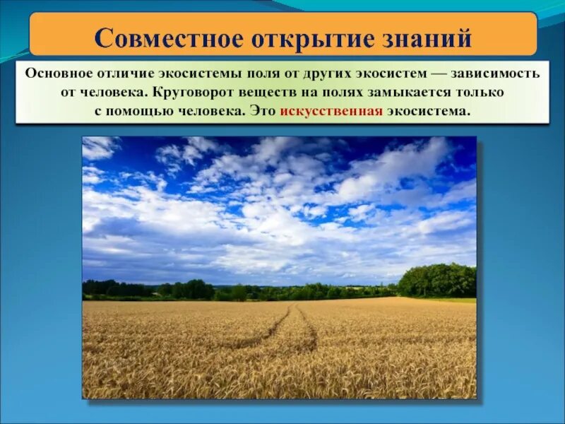 Природное сообщество поле 5 класс. Поле искусственная экосистема. Природное сообщество поле. Поле это окружающий мир. Презентация на тему поле.