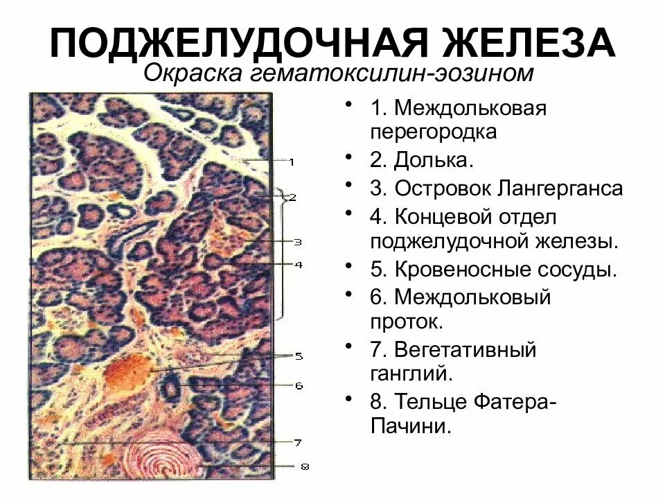 Поджелудочная препарат гистология. Поджелудочная препарат гистология