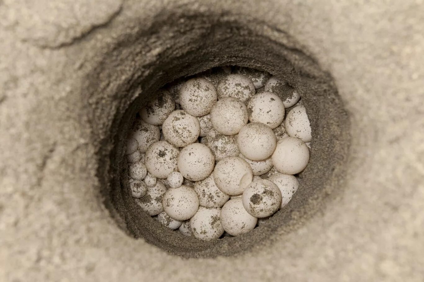 Яйцо в песке. Яйцо страусиное крашеное прикол. Черепашьи гнезда. Endangered turtle eggs. Яйцо страуса фото в песке.