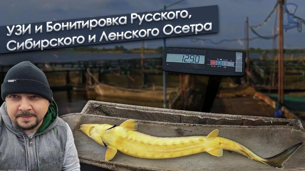 Русско ленский осетр гибрид. Сибирский ленский осетр. Бестер рыба. Сибирский ленский осетр. Ленско русский осетр.