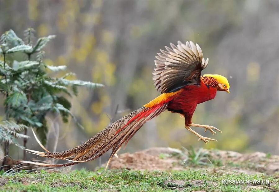 Грациозные птицы. Самые красивые птицы Китая. Высокие птицы. Красивые птицы большие.